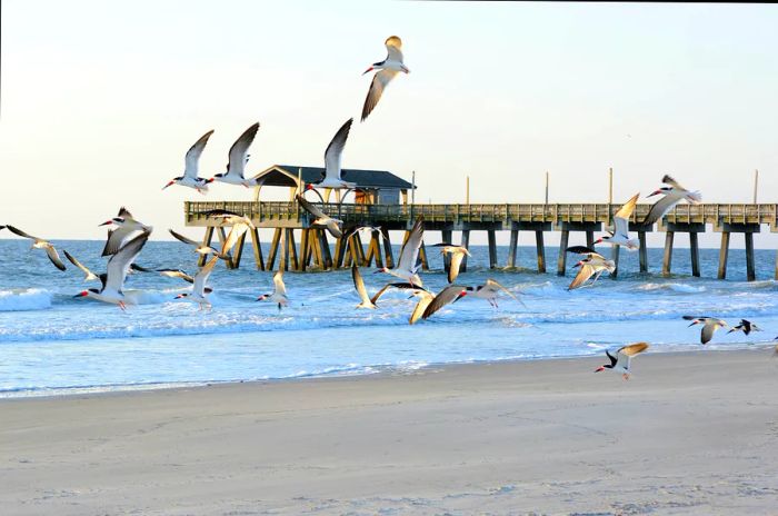 A flock of seabirds glides above the sand, with a pier visible in the background.