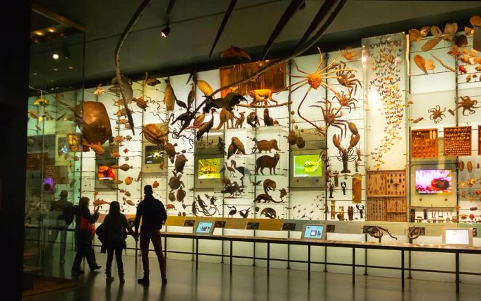 Visitors admire exhibits inside the Hall of Biodiversity at the American Museum of Natural History in New York City.