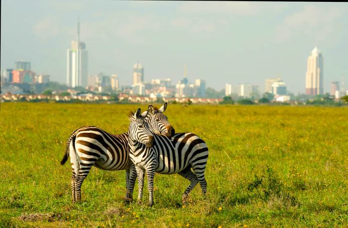 Two zebras stand side by side in a national park, with the silhouette of a city skyline rising in the background.