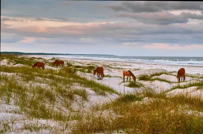 A tranquil landscape and seascape featuring a group of reddish-brown wild horses peacefully grazing on the pristine white sandy beach.