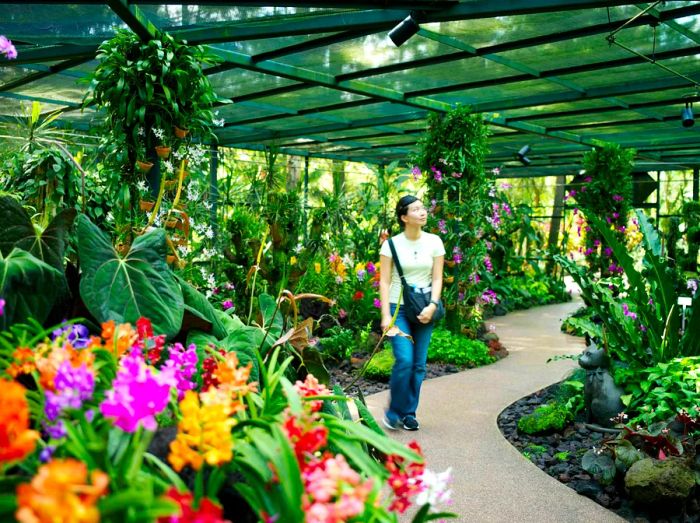 A young woman strolling through the orchid house at the Singapore Botanic Gardens