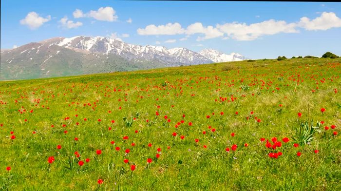 Wild tulips blooming in a meadow against the backdrop of the snow-capped Tian Shan mountains, Kazakhstan