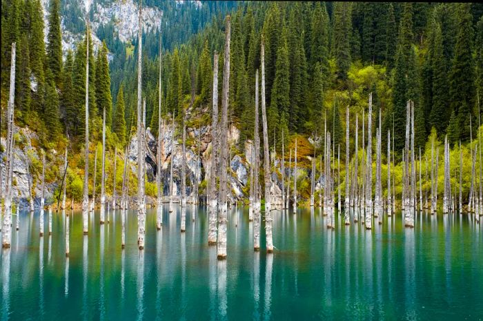 Submerged, lifeless trees in Kaindy (Kaiyndy) Lake, southeastern Kazakhstan