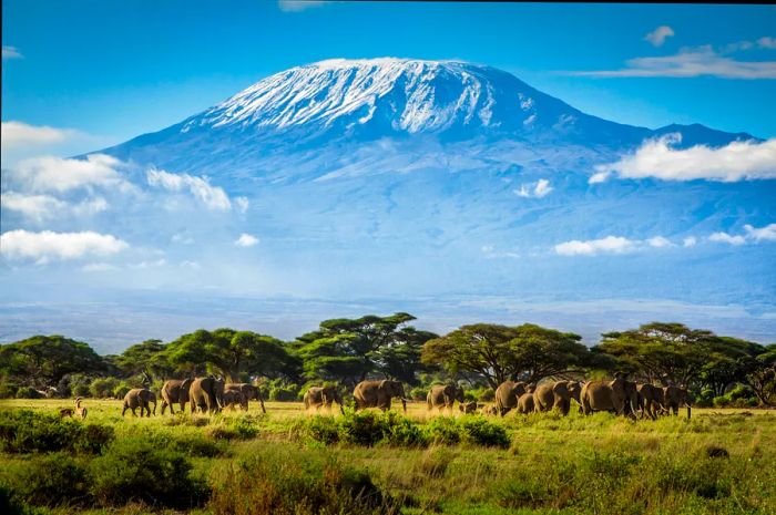 Elephants stroll before the majestic snow-capped peak of Kilimanjaro