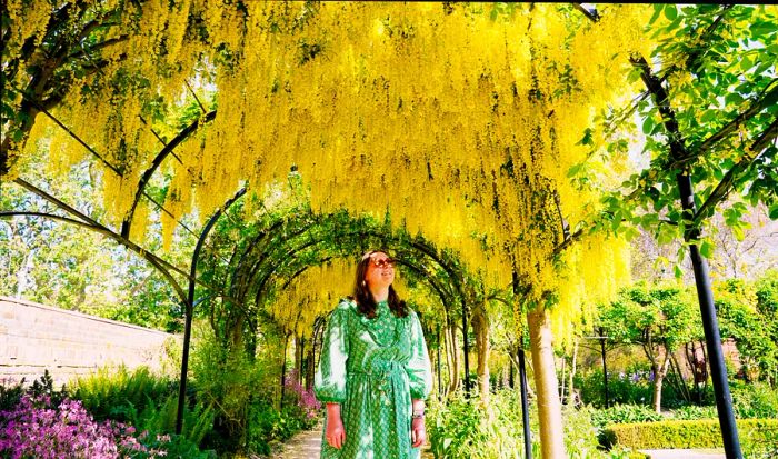 A visitor strolls under a canopy of blooming Laburnum, also known as golden chain or golden rain, located behind Kew Palace in Kew Gardens, London