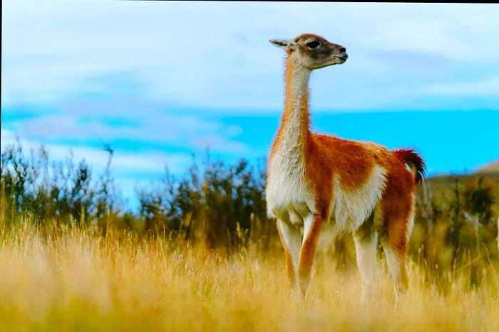 A guanaco, resembling a camel but without a hump, grazes in the grasslands.