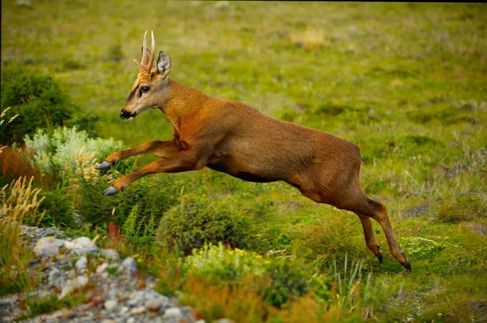 A deer-like creature jumps over some underbrush.