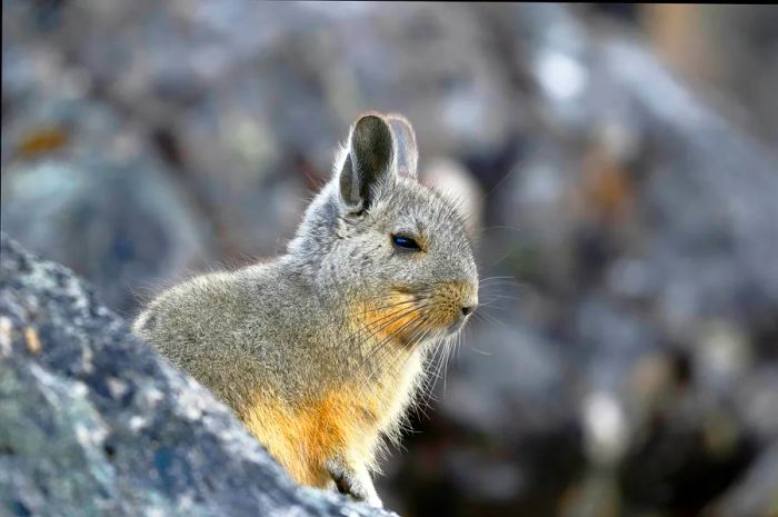 A small rodent resembling a guinea pig, but with larger ears, peeks out from behind a rock.