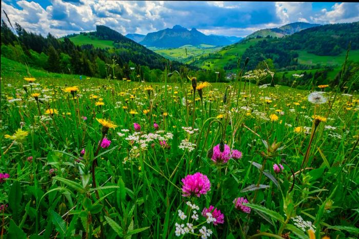 A vibrant meadow adorned with stunning mountain flowers against the backdrop of the Mala Fatra mountains, Slovakia