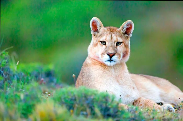 A young puma spotted in Patagonia's Torres del Paine National Park.