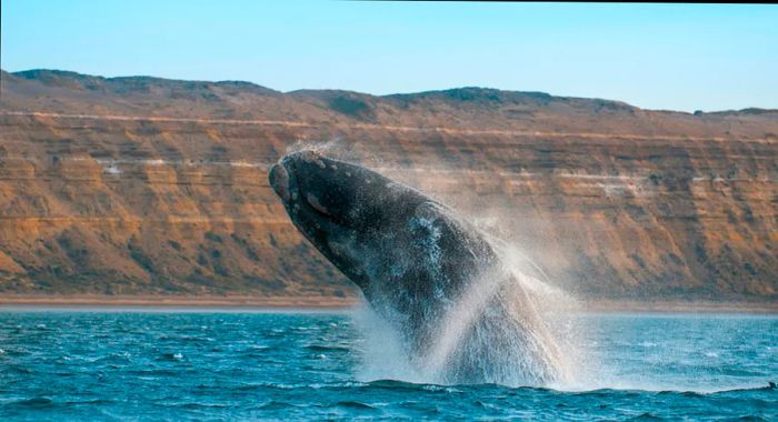 A whale breaches in the coastal waters.