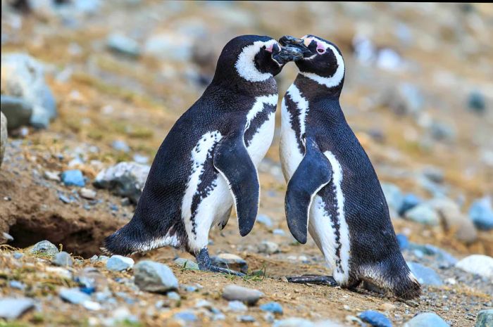 Two Magellanic penguins gently touch beaks near their nest on Magdalena Island.