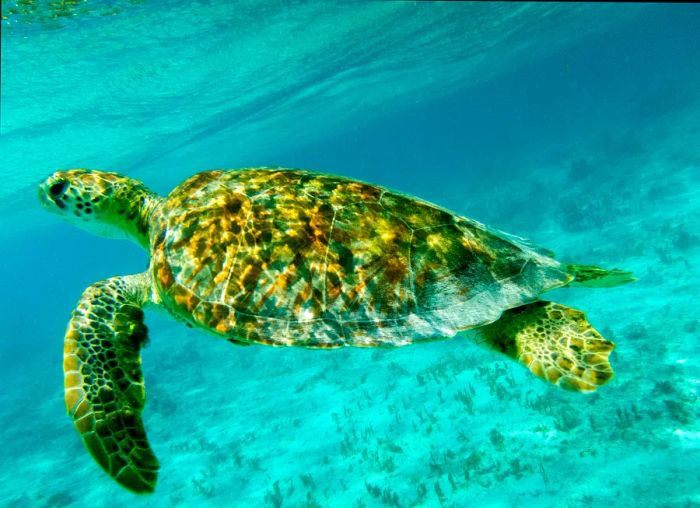 A close-up view of a Green Sea Turtle (Chelonia mydas) gliding through the sunlit, shallow waters of the Caribbean, specifically in Tobago Cays Marine Park, Saint Vincent and the Grenadines.