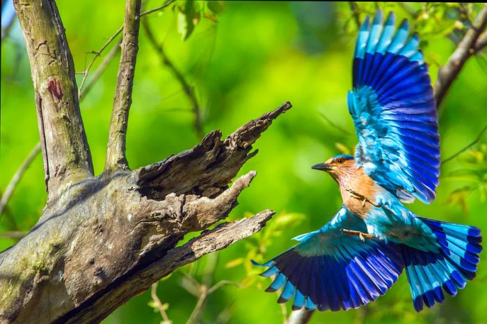 Indian Roller Bird, Chitwan National Park