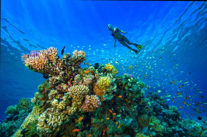 A female snorkeler glides over a coral reef near Hurghada.