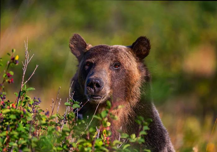 A close-up of a grizzly bear searching for berries among the bushes in Glacier National Park.