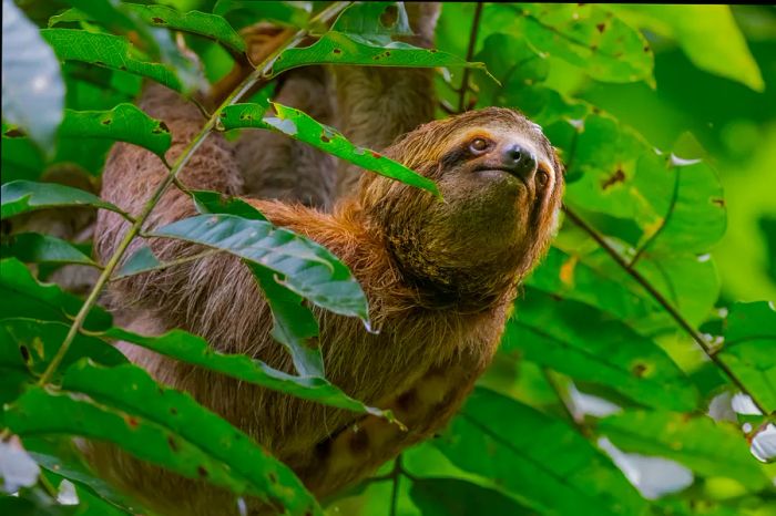 A close-up image of sloths nestled in a tree surrounded by lush green leaves in Manuel Antonio National Park, Costa Rica.