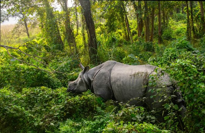 Indian rhinoceros (Rhinoceros unicornis) spotted in Chitwan National Park, Nepal.