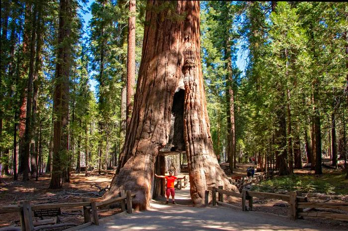 A person stands beneath a carved section of a Giant Sequoia in Mariposa Grove National Park.