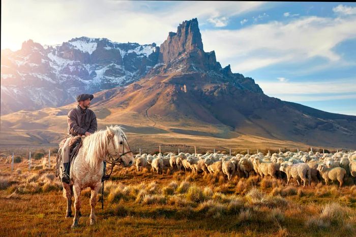 A gaucho sits atop a horse, surveying a flock of sheep grazing on the plains beneath rugged mountains.