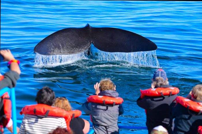 Individuals in life jackets capture photos of a whale splashing its tail near their boat.