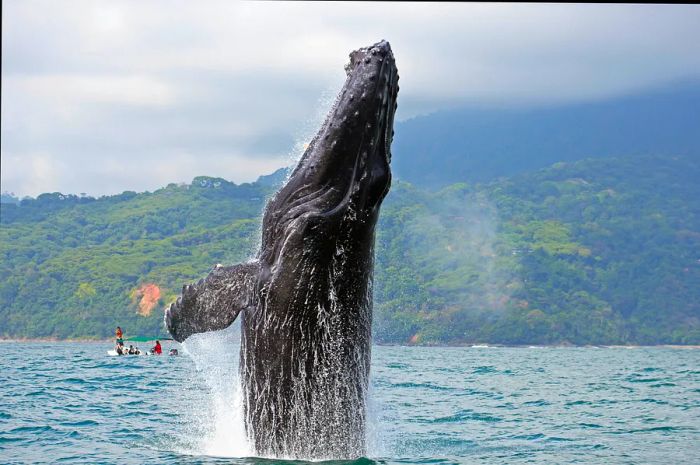 Humpback whale leaping from the sea near an island