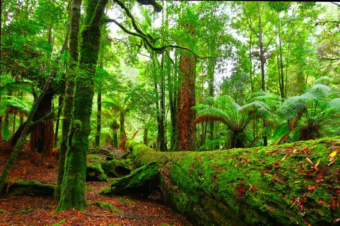 The verdant rain forest of the Tarkine.