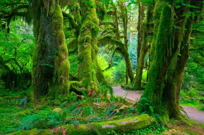 Moss and ferns hang from trees along a road that winds through a rainforest in Washington; Quiet parks.