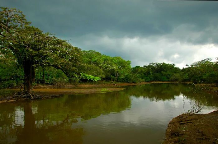 A river swollen with rain flows through a lush jungle landscape in Ecuador; Quiet parks