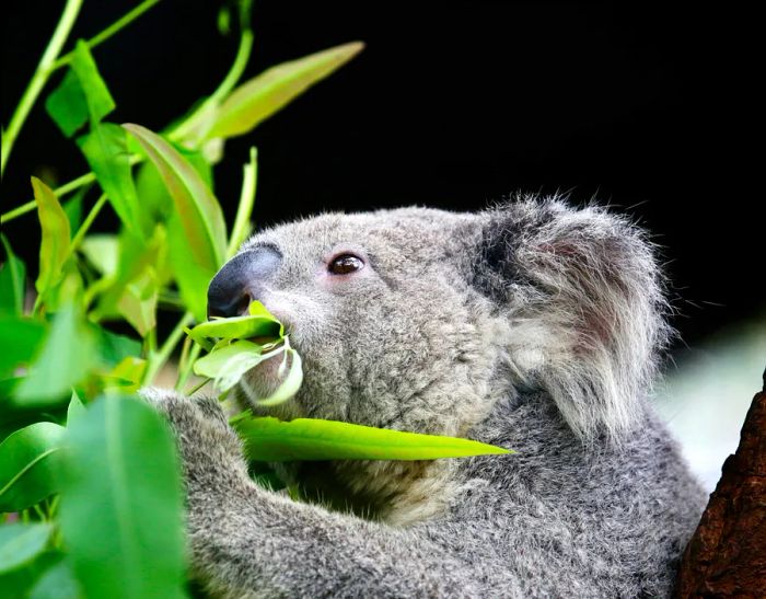 A koala munching on eucalyptus leaves at Lone Pine Koala Sanctuary.