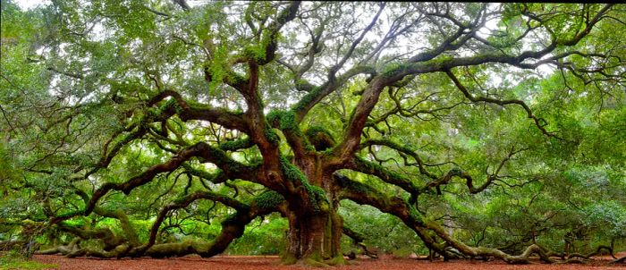 Angel Oak tree on St. Johns Island, near Charleston, SC