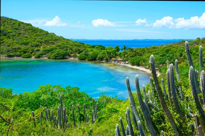 A tranquil cove lined with palm trees along the shore