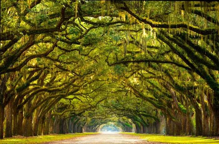 Forsyth Park in Savannah