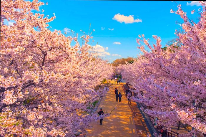 Cherry blossoms in bloom at Seoul Forest public park, Seoul, South Korea