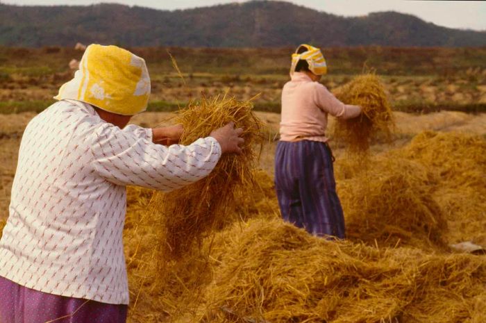 Women are seen separating wheat in a rural South Korean field.