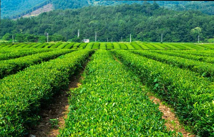 A lush field of green tea plants at Daehan Dawon in Boseong, South Korea