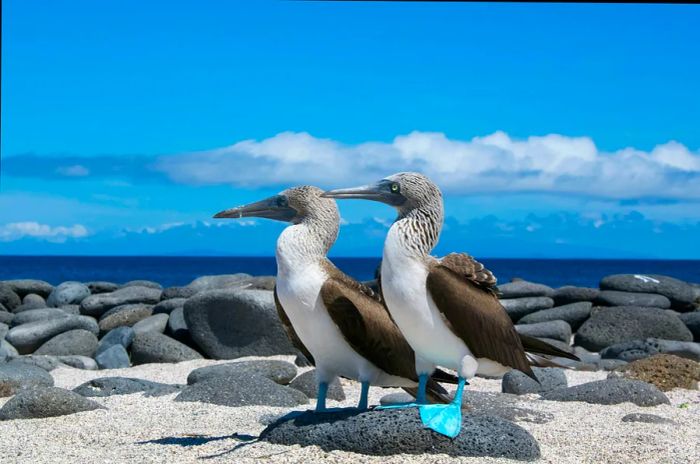 Two large seabirds with striking blue feet stand on a rocky coastline