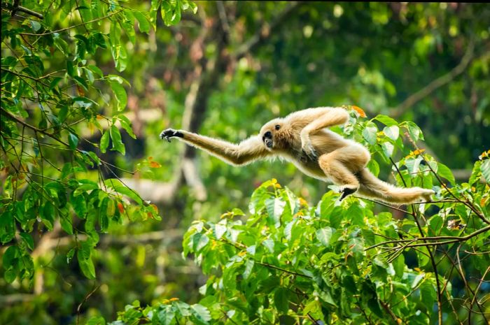 A white-handed gibbon leaping through the trees in Khao Yai National Park