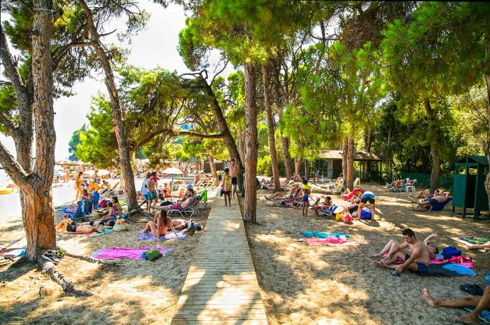 Visitors relax beneath pine trees on a beach