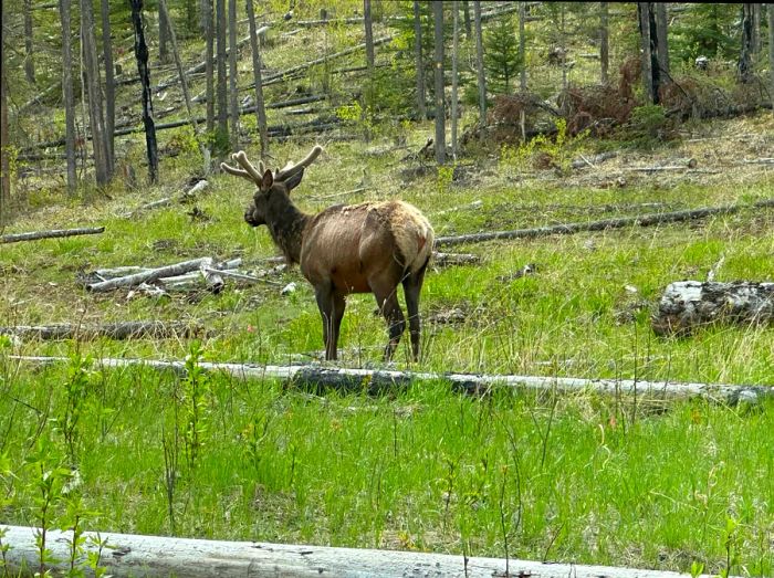 An elk: a sizable, deer-like animal found in forested areas