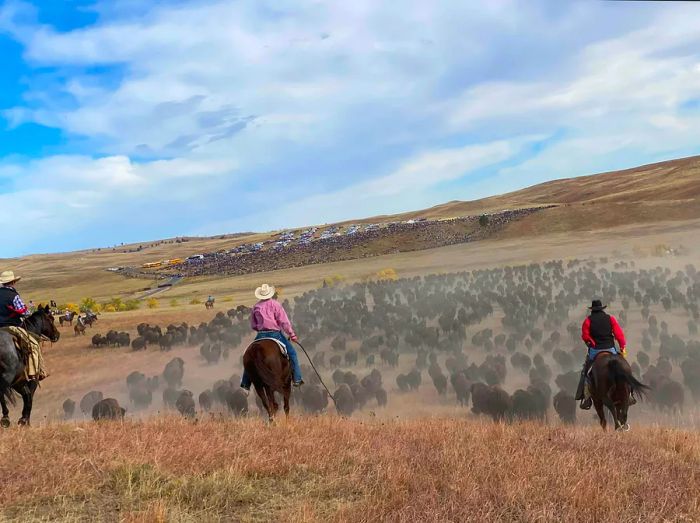 Cowboys on horseback guide bison into a herd as onlookers watch from a hillside in the distance.