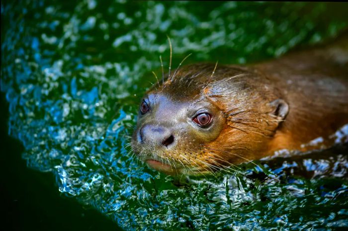 The giant otter (Pteronura brasiliensis), a large freshwater predator found in South American rivers.