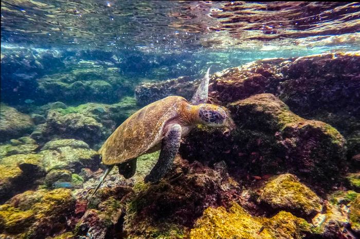 Underwater turtles in the Galapagos Islands