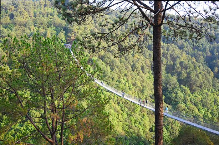 A long suspension bridge soaring high above a forested landscape