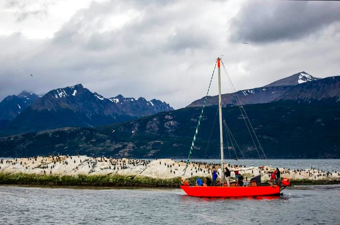 A vivid orange sailboat sails through the Beagle Channel, surrounded by rocky islands that are home to cormorants.