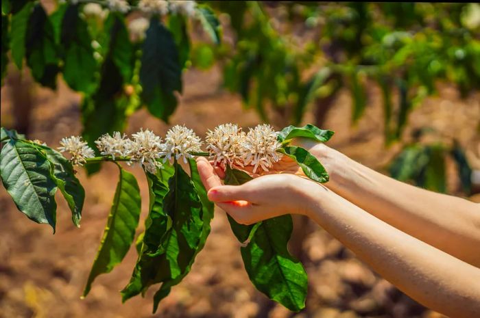 A coffee blossom in the Kona coffee region, Big Island, Hawaii