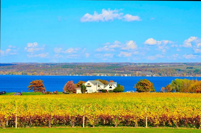 Stunning view of Cayuga Lake adorned with autumn's golden hues over the vineyards on its western shore, located in New York's Finger Lakes region.