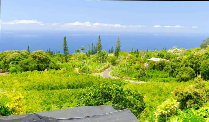 Panoramic view of lush fields in a coffee plantation overlooking Kona, Big Island, Hawaii