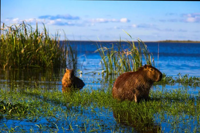 Two capybaras wade in the water, surrounded by tall grasses in the Esteros Del Iberá wetlands of Argentina.