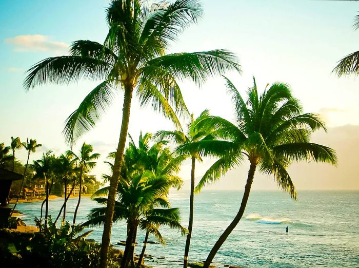 Lush palm trees line a sandy beach, with a lone surfer gazing out at the ocean waves